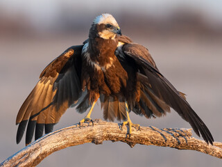 Marsh Harrier perched