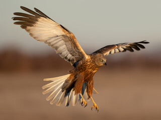 Marsh Harrier flying