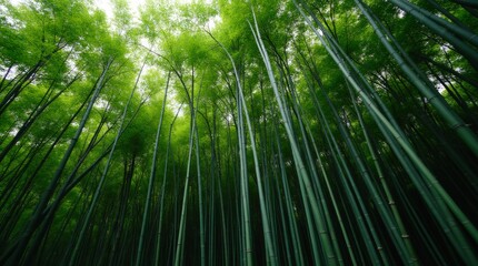 A serene view of a dense bamboo forest with tall, green stalks swaying gently in the breeze
