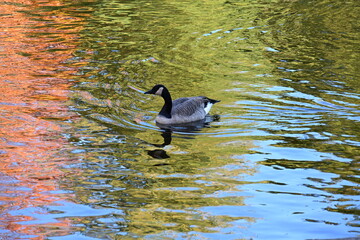 birds on the lake against the backdrop of autumn,