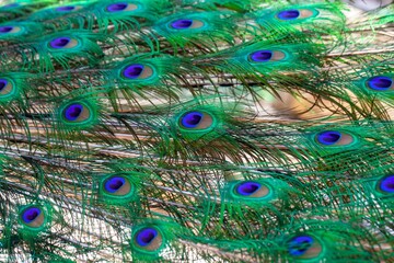 Close-up of the tail cover feather of an Indian peafowl