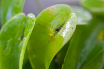 Pleurothallis phyllocardioides orchid