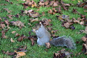 squirrel on the background of the landscape,