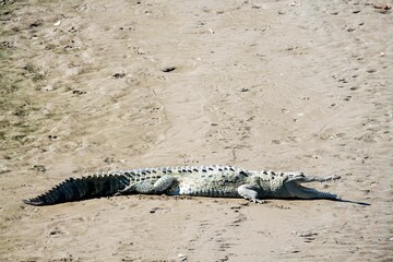 American crocodile, Crocodylus acutus, on a river bank