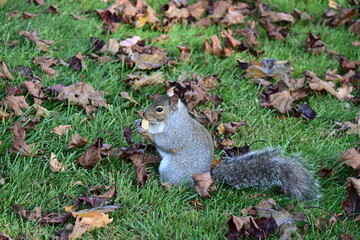squirrel on the background of the landscape,