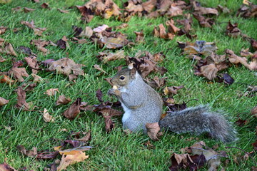 squirrel on the background of the landscape,