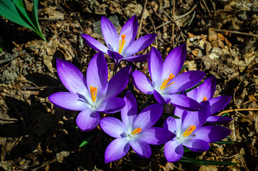 Close-up above view of a group of purple Crocus flowers absorbing the morning sun