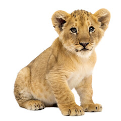 Fototapeta premium Adorable Lion Cub Sitting isolated on white background as transparent. PNG.AI GENERATED
