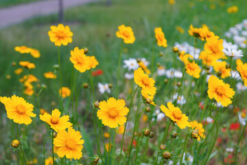 Coreopsis lanceolata, Lanceleaf Tickseed or Maiden eye on meadow, field blooming in summer. Nature, plant, floral background. Garden, lawn of yellow flowers lance leaved Coreopsis in bloom