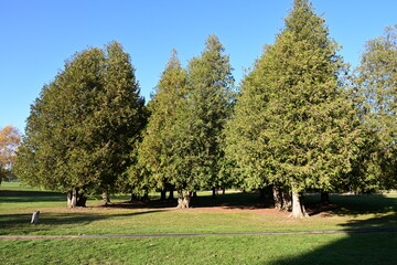 road in the park and trees
