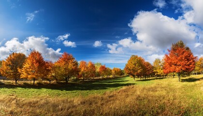 Fototapeta premium autumnal historical past with multicolored timber on a sunny day with a blue sky and white clouds