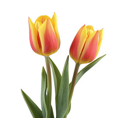 Fototapeta premium Bright yellow and red tulips with green leaves, symbolizing spring and renewal, stand elegantly against transparency background