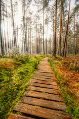 Obraz premium A wooden walking misty path in Bor na Czerwonem nature reserve in Nowy Targ in Poland