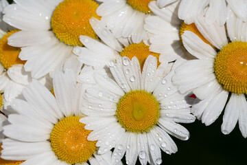 Obraz premium Close-up, texture and background of many daisy flowers. The flowers are covered with drops of water. There is a dark corner at the edge.