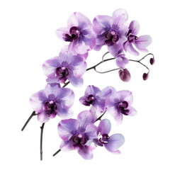 beautiful arrangement of purple orchids with delicate petals and intricate details, perfect for floral designs and decorations