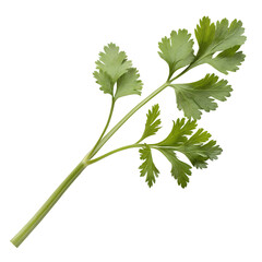 Fresh cilantro herb culinary uses kitchen green environment close-up flavorful ingredient, isolated on white or transparent background