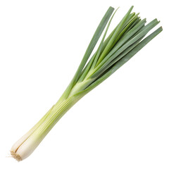 Harvesting fresh green onions farm field vegetable photography natural setting close-up culinary use, isolated on white or transparent background