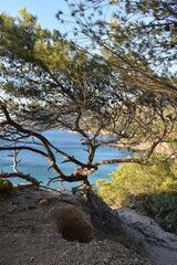 Lone tree on a cliff with breathtaking view of mallorca's turquoise waters