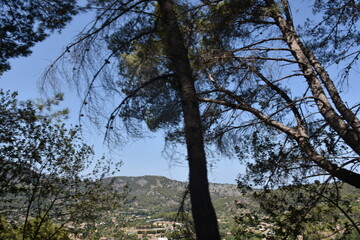 trees and sky