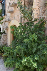 close up in a street of mallorca