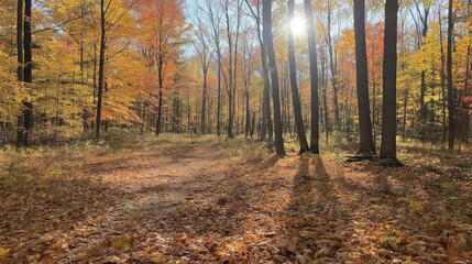 Fototapeta premium Sunlit Autumn Forest With Golden Leaves
