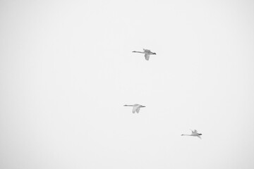 Trumpeter swans (Cygnus buccinator) in snowstorm; Grand Teton NP; Wyoming