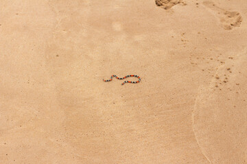 cobra na areia da praia
