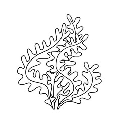 Line sketch, seaweed doodle, decorative botanical element. Vector graphics.