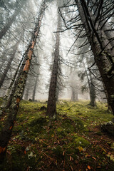 Obraz premium Liptov region hiking in jasna in Low Tatras mountains landscape, slovakia.