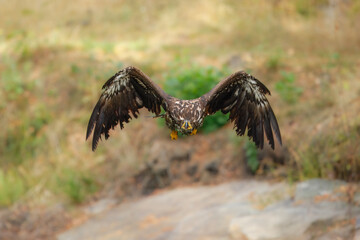 White Tailed Eagle (Haliaeetus albicilla), also known as Eurasian sea eagle and white-tailed sea-eagle , Haliaeetus albicilla. The eagle is fishing in the river delta, Europe.