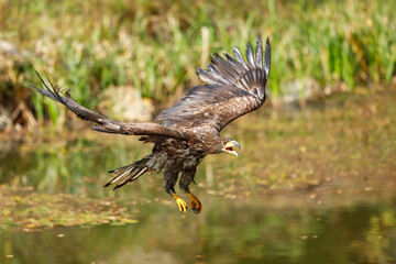 White Tailed Eagle (Haliaeetus albicilla), also known as Eurasian sea eagle and white-tailed sea-eagle , Haliaeetus albicilla. The eagle is fishing in the river delta, Europe.