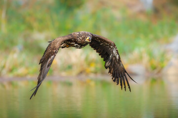 White Tailed Eagle (Haliaeetus albicilla), also known as Eurasian sea eagle and white-tailed sea-eagle , Haliaeetus albicilla. The eagle is fishing in the river delta, Europe.