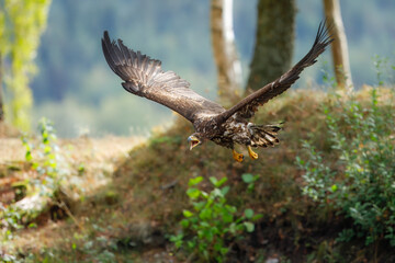 White Tailed Eagle (Haliaeetus albicilla), also known as Eurasian sea eagle and white-tailed sea-eagle , Haliaeetus albicilla. The eagle is fishing in the river delta, Europe.
