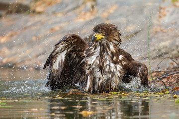 White Tailed Eagle (Haliaeetus albicilla), also known as Eurasian sea eagle and white-tailed sea-eagle , Haliaeetus albicilla. The eagle is fishing in the river delta, Europe.