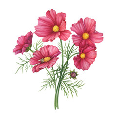 Big beautiful bouquet with pink flowers of the cosmea (Cosmos bipinnatus, Mexican aster, garden cosmos). Watercolor hand drawn illustration isolated on a white background