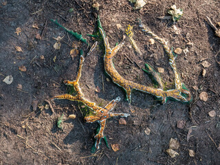 drawing on the roots of trees protruding from the ground
