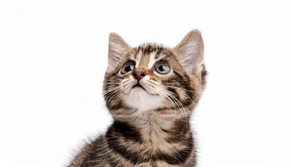 Obraz premium playful funny kitten looking up isolated on white background