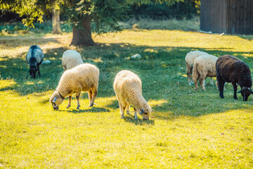 Sheep walks freely on a farm on a sunny day. Eco farm