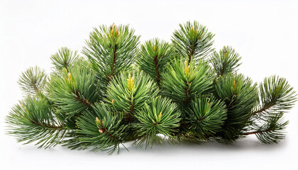 spring pine on a white isolated background