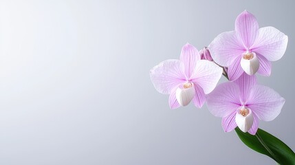 Obraz premium Pink orchid flowers blooming against a clean grey gradient background.