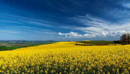colourful landscape with endless filds of rapeseed on a blue sky