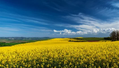 Selbstklebende Fototapeten colourful landscape with endless filds of rapeseed on a blue sky © Cecelia