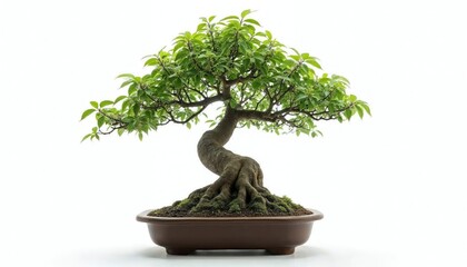 Elegant Bonsai Tree in Brown Pot a Symbol of Tranquility