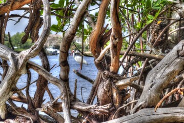 Looking Through Mangroves at Bird.