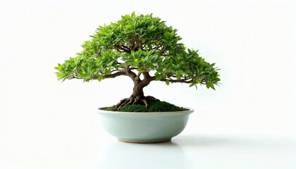 Serene Bonsai Tree in Elegant Pot Peaceful Zen Garden Decor