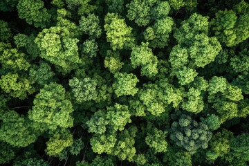 A lush green forest with many trees. The trees are tall and green, and the sky is clear. Concept of peace and tranquility, as the viewer is surrounded by nature
