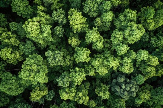 A lush green forest with many trees. The trees are tall and green, and the sky is clear. Concept of peace and tranquility, as the viewer is surrounded by nature