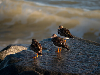 A Trio of Turnstones.