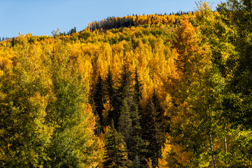 Quaking Aspen golden trees in Vail Colorado in autumn fall with yellow foliage on mountain peak...