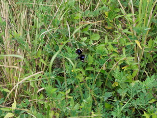 dark blue pansy butterfly